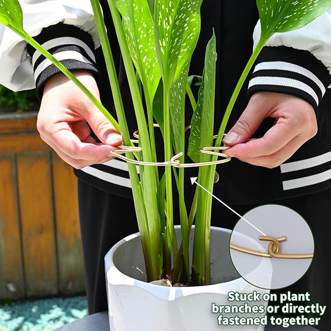 Monstera Plant Stem Support System - 5 Piece Set (5.5x4.7in) | Durable Plant Support Stakes for Climbing Plants & Fishbone Cactus | Ideal Leaf Stabilizer for Indoor Plants & Monstera Care