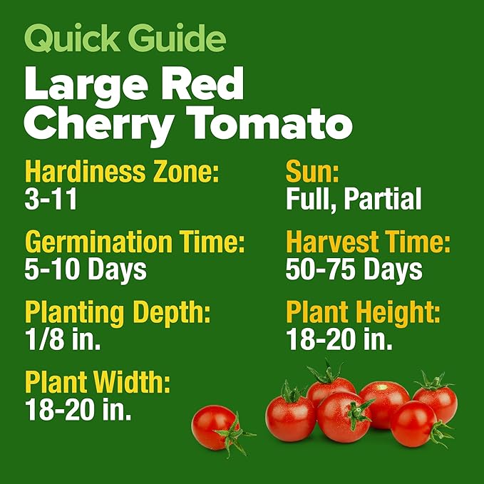 HOME GROWN Large Red Cherry Tomato Seeds Pack 500 High Germination Heirloom Seeds Vegetable Seeds for Garden,Homestead & Self-Sufficient Growing(Solanum lycopersicum)