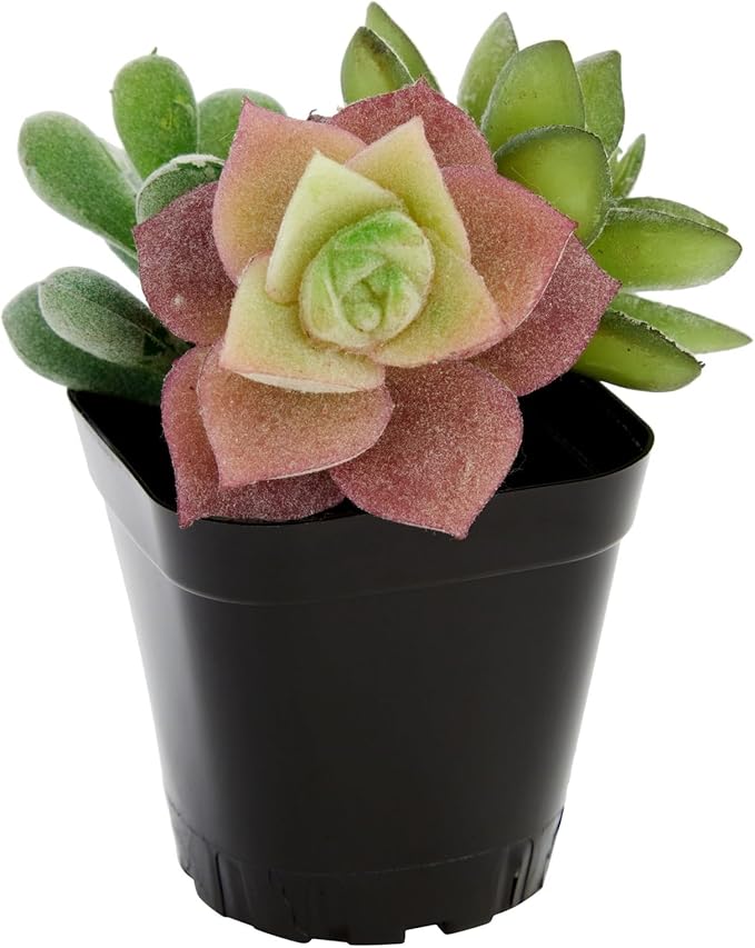 Juvale Square Nursery Pots - Seedling Planters with Drainage Holes - Versatile Pots for Plants & Succulents - Space-Saving Stackable Planters - 2.6 in, Pack of 150, Black