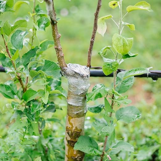 HAINANSTRY Grafting Tape 3PCS, Stretchable Garden Grafting Tape for Fruit Trees, Tree Plant Tape, Plants Repair Tapes for Floral Fruit Tree, Budding Tape(Green & White & Yellow)