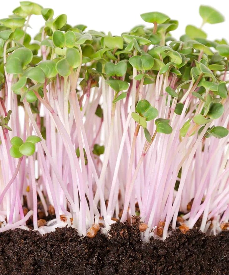 Todd's Seeds Sprouting Seeds Radish Mix, Daikon Radish and Red Rose Radish, Non-GMO, Chemical Free, High Germination (1/4 Pound)