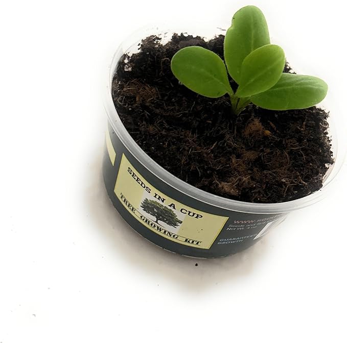 Plant Growing Kit-: Vegetable and Herb Growing Kit (Gourd)