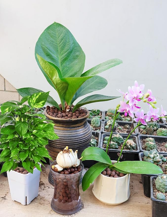 TOYPOPOR Leca Clay Pebbles for Plants, (6 Quarts) Leca Balls, Lightweight Clay Ball, Potting Mix, Grow Media Used for Drainage, Decoration, Aquaponics, Hydroponics and Other Gardening Essentials