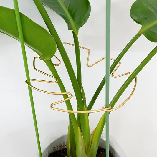 Goooxim Monstera Plant Support Stem Stabilizer 9 * 7.6 inches- Durable Leaf Holder & Adjustable Stake for Fishbone Cactus, Easy to Install Garden Tool for Optimal Growth in Indoor Plants