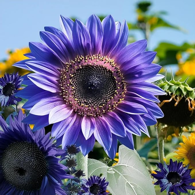 Multi-Colored Sunflower Seeds for Planting,100+ Rare Sunflower Seeds to Plant Non-GMO Heirloom Seed for Vibrant Sun Flower Seed Garden Outdoors