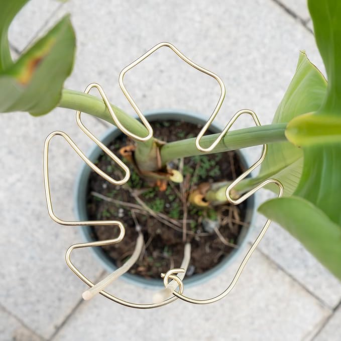 GOOOXIM 5PCS Plant Stem Support - Durable Monstera Stabilizer Grapple Holder, Unique Design for Climbing Plants, Turtle Shell Bamboo Clamp Set, Ideal Plant Support for Thriving Growth (Gold)