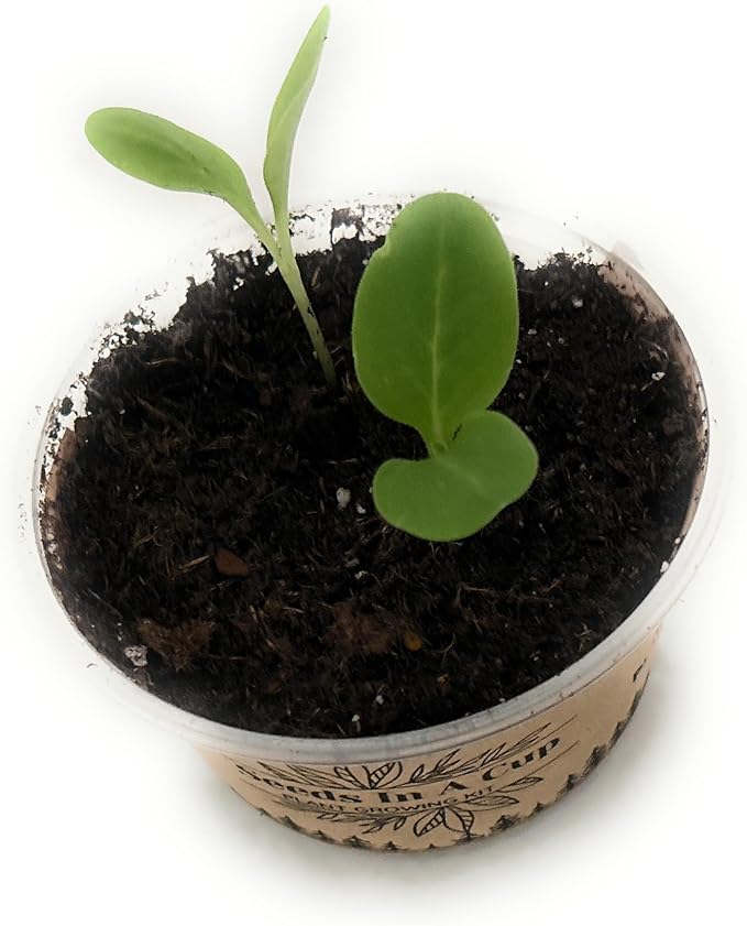 Plant Growing Kit-: Vegetable and Herb Growing Kit (Thyme)
