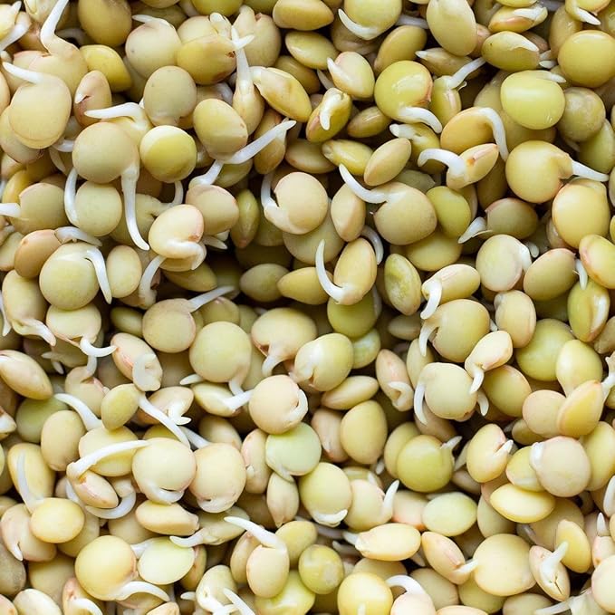 Todd's Seeds Sprouting Green Lentil Seeds, Heirloom, Non-GMO, Chemical Free, High Germinating (Quarter Pound)