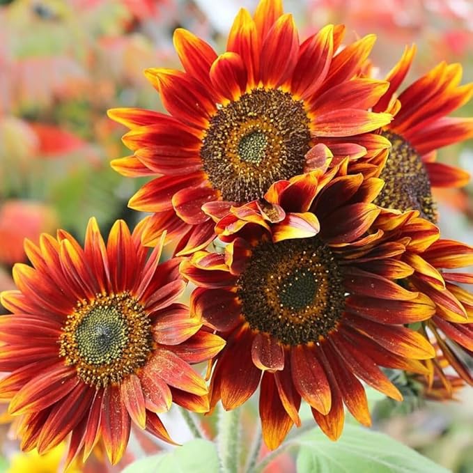 Multi-Colored Sunflower Seeds for Planting,100+ Rare Sunflower Seeds to Plant Non-GMO Heirloom Seed for Vibrant Sun Flower Seed Garden Outdoors
