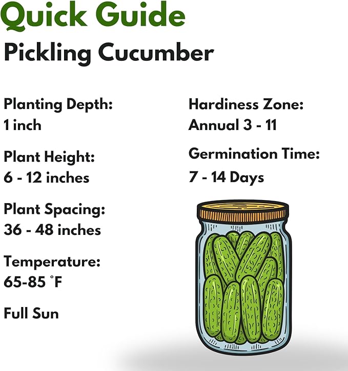 Boston Pickling Cucumber Seeds for Planting - 150 𝗡𝗢𝗡-𝗚𝗠𝗢 Heirloom Cucumber Seeds for Planting in Raised Beds, Containers, Trellises - Made in USA (Cucumis sativus)