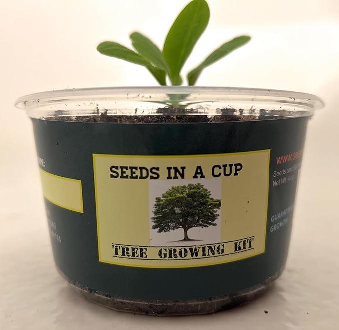 Plant Growing Kit-: Vegetable and Herb Growing Kit (Thyme)