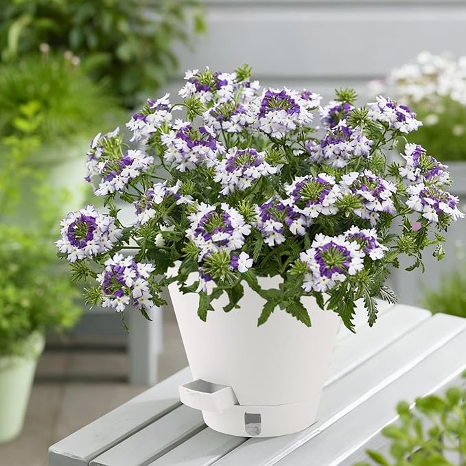 Self-Watering-Pots-for-Indoor-Plants, 8 Inch Flower Pots for Indoor Plants, 3 Pack Plastic Planters with Drainage Holes and Saucers