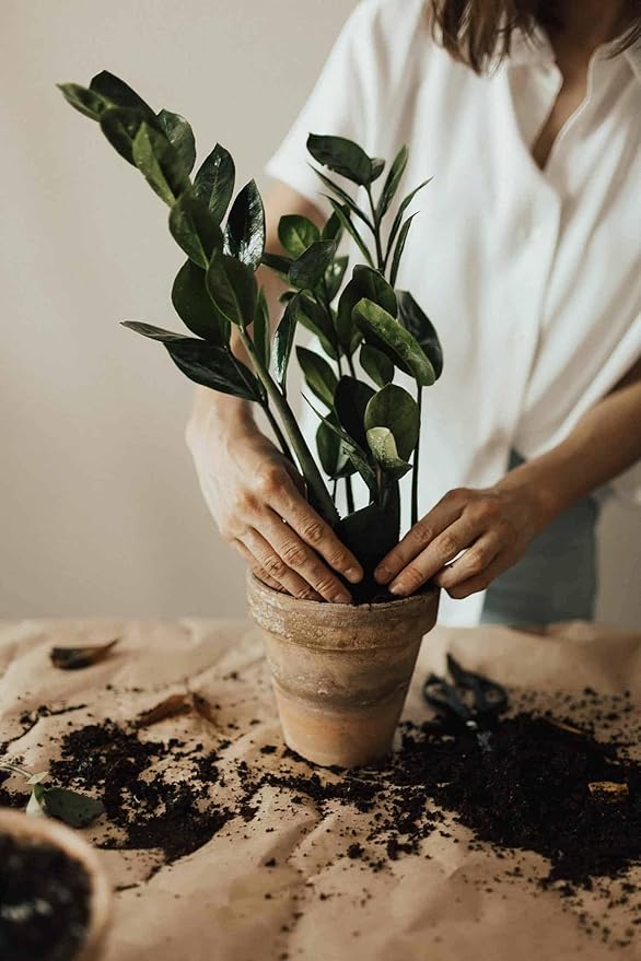 Gardenera Premium ZZ Plant Expert-Grade Soil - Fast-Draining Formula Ensuring Long-Lasting Plant Vitality - 10 QUARTS