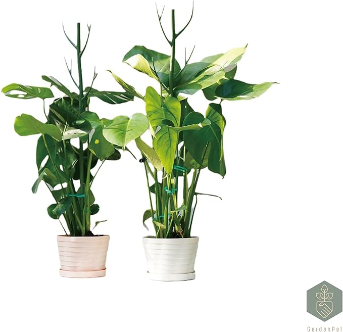 GardenPal 27.56" 6 Pack Detachable Twig Plant Support Stakes, Branch Sticks with Orchid Clips and Twist Ties, Blends with Plants - Ideal Plant Stakes for Indoor/Outdoor Use