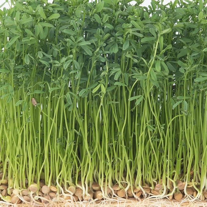 Todd's Seeds Sprouting Green Lentil Seeds, Heirloom, Non-GMO, Chemical Free, High Germinating (Quarter Pound)