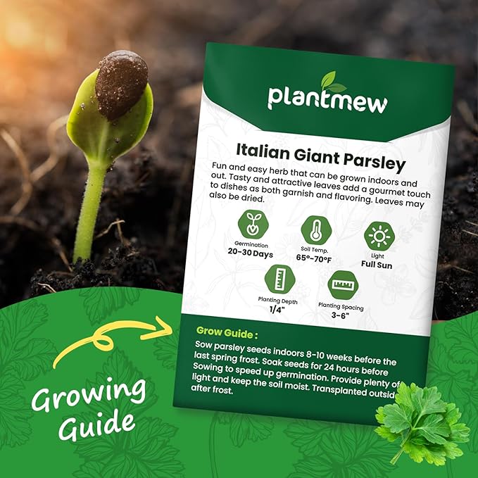 Italian Giant Parsley Seeds for Planting - 500+ Heirloom, Non-GMO Seeds - Herb Seeds Packet for Plating Home Garden, Herb Garden - Indoor/Outdoor, Easy to Grow