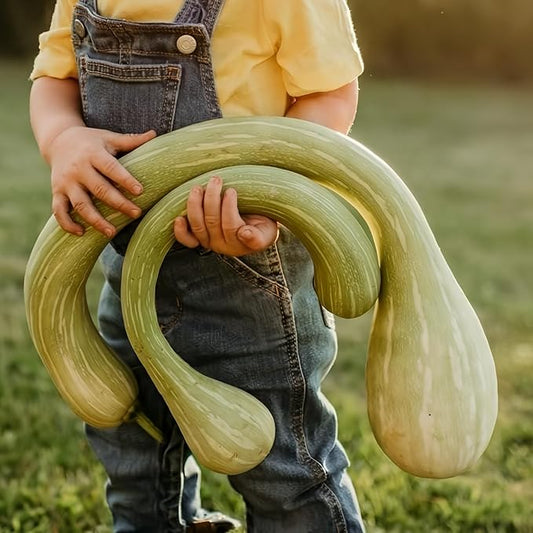 Tromboncino Rampicante Climbing Summer Squash - 25 Seeds - Rare Vining Zucchini Variety, Easy-to-Grow, Heirloom, Non-GMO Vegetable Seeds for Planting Outdoors in The Home Garden, Thresh Seed Company