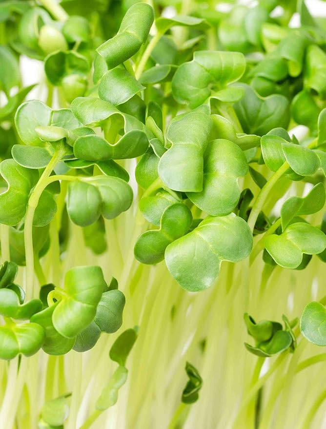 Todd's Seeds Sprouting Seeds Radish Mix, Daikon Radish and Red Rose Radish, Non-GMO, Chemical Free, High Germination (1/4 Pound)