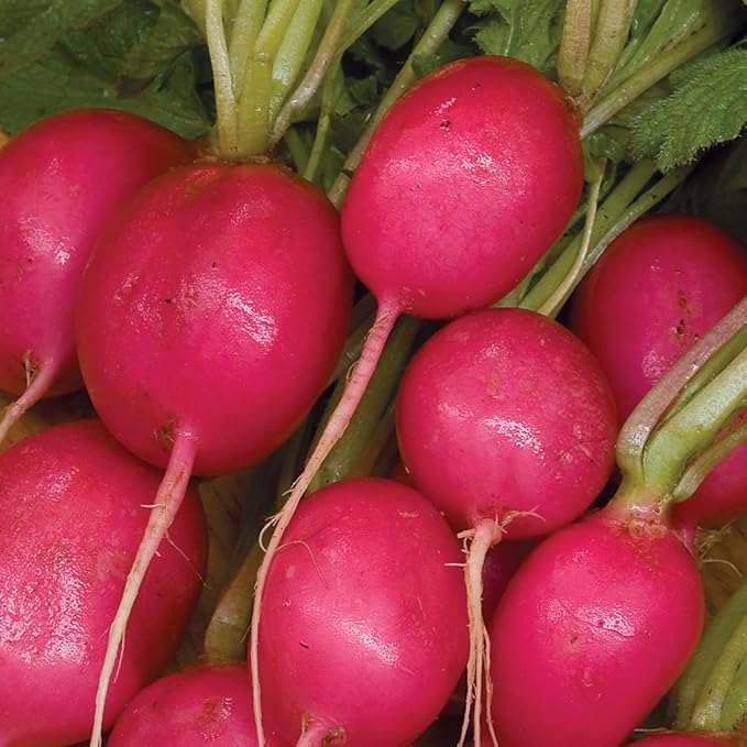 Burpee Pink Beauty Radish Seeds 300 seeds