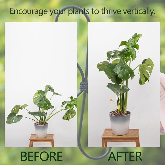 Monstera Plant Stem Support, 5-Pack Durable Indoor Stabilizer for Climbing Plants, 5.5x4.7 Inches Leaf Holder, for Plant Lovers, Enhance Your Indoor Garden