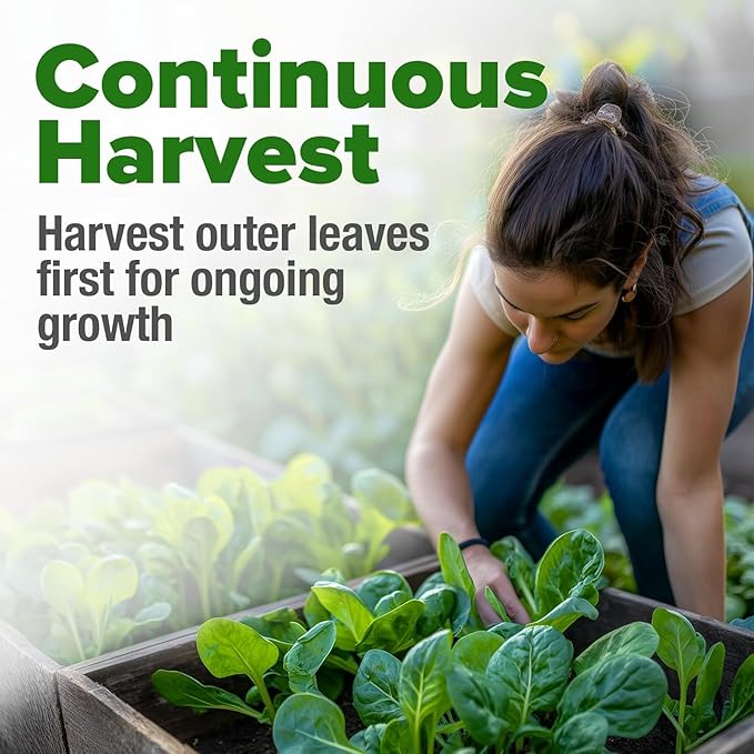 HOME GROWN Non GMO Bloomsdale Spinach Seeds Pack 353 Heirloom Seeds High Germination Spinach for Indoor, Outdoor, Hydroponic Planting & Home Gardens (Spinacia oleracea)