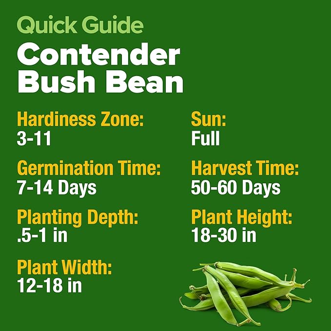 HOME GROWN Non GMO Contender Bush Bean Pack - 28 Heirloom Green Beans, Vegetable Seeds for Planting, Emergency Food Supply (Phaseolus vulgaris)
