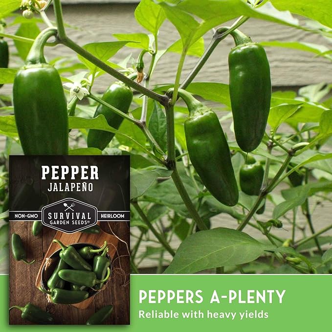 Jalapeño Pepper Seeds for Planting | Hot Heirloom Non-GMO Peppers for Pickling & Salsas – Survival Garden Seeds (3 Packs)