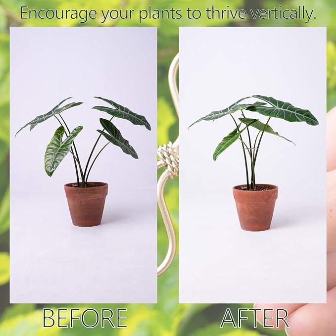 Goooxim 5Pcs Monstera Plant Stem Support Hook (2.75x2.75 inches) - Durable Metal Stem Support for Monstera & Fishbone Cactus, Easy Installation, Ideal Gift for Plant Lovers & Home Decor