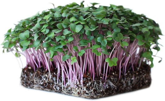 Purple Vienna Kohlrabi Seeds: 1 Lb - Non-GMO Vegetable Garden & Micro Greens Growing Seed