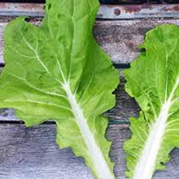 Tokyo Bekana Mustard Seeds: 1 Oz - Non-GMO Seeds for Vegetable & Herb Gardening, Growing Micro Greens