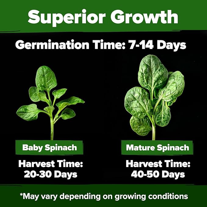 HOME GROWN Non GMO Bloomsdale Spinach Seeds Pack 353 Heirloom Seeds High Germination Spinach for Indoor, Outdoor, Hydroponic Planting & Home Gardens (Spinacia oleracea)