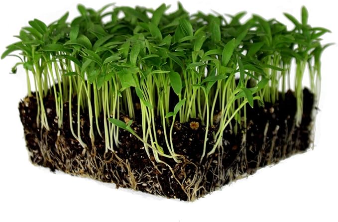 Slow Bolt Cilantro Herb Garden Seeds - 1 Oz ~2,500 seeds - Non-GMO Heirloom Slow Bolt Cilantro Herb Seeds (Coriander) - Outdoor Garden, Indoor Gardens, Countertop Microgreens, Organic Micro Greens Kit