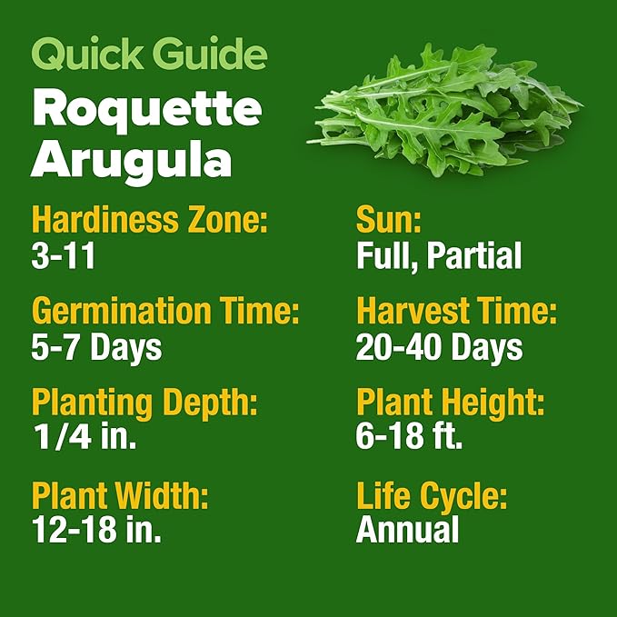 HOME GROWN Non GMO Arugula Roquette Seeds Pack 2,175 Heirloom Arugula Seeds for Planting Best for Outdoor Gardens,Providing Fast-Growing Greens for Salads - Eruca vesicaria