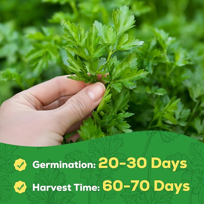 Italian Giant Parsley Seeds for Planting - 500+ Heirloom, Non-GMO Seeds - Herb Seeds Packet for Plating Home Garden, Herb Garden - Indoor/Outdoor, Easy to Grow