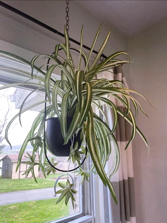 Shineloha 2 Pack Hanging Planters for Indoor Plants with 5.5" Pot + Ceiling Hook | Black Hanging Planter, Metal Plant Hanger, NO Plant incld