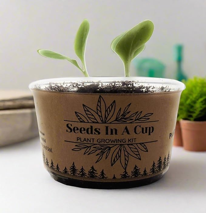 Plant Growing Kit-: Vegetable and Herb Growing Kit (Thyme)