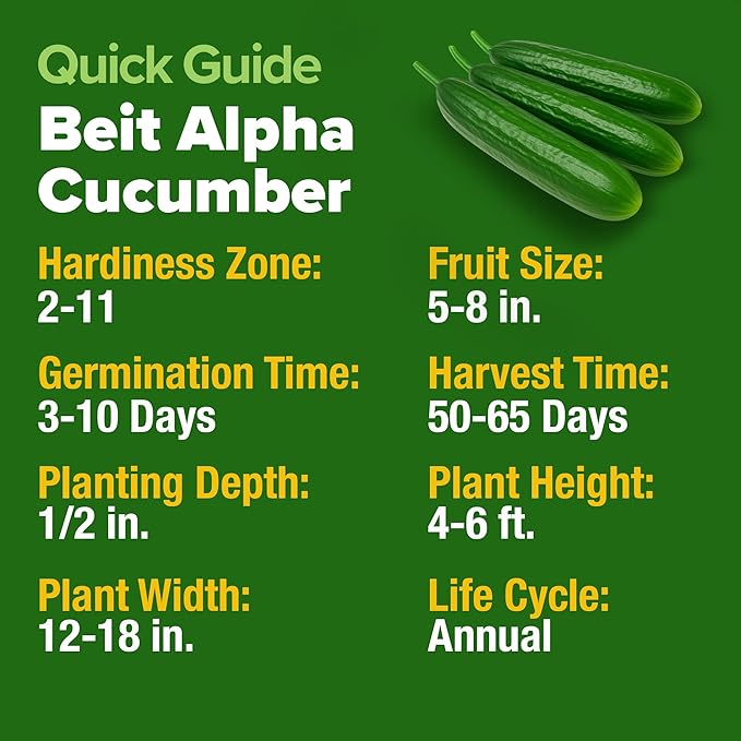 HOME GROWN Non GMO Persian Cucumber Seeds 50+ Heirloom Non-GMO, High-Yielding Beit Alpha Variety | Fast Growing, Sweet Tender Skin, Home Vegetable Garden Seeds (Cucumis sativus)