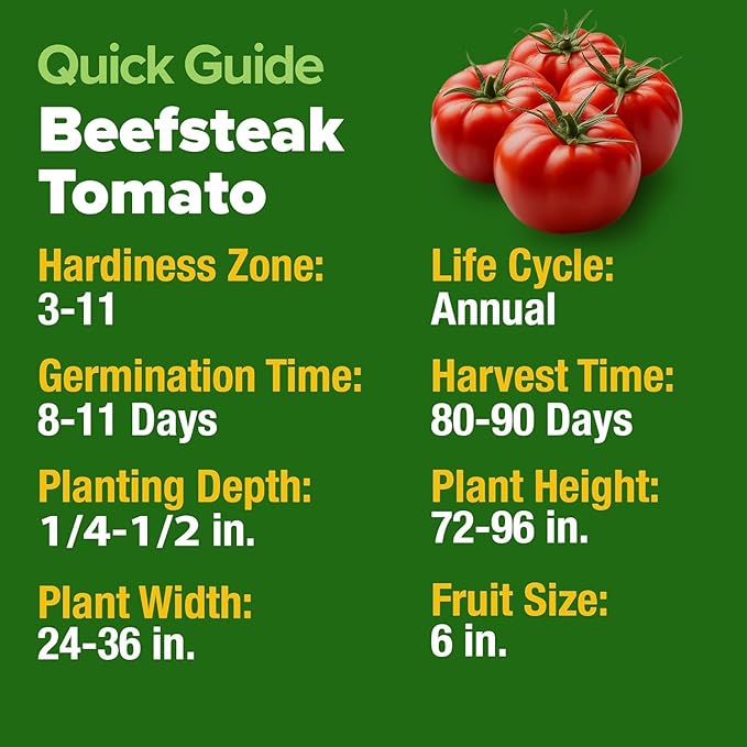 HOME GROWN Beefsteak Tomato Seed Pack - 300 Heirloom Tomato Seeds for Planting Outdoors High-Yield Non-GMO Vegetable Seeds for Growing Large, Meaty Tomatoes for Summer Dishes (Solanum lycopersicum)