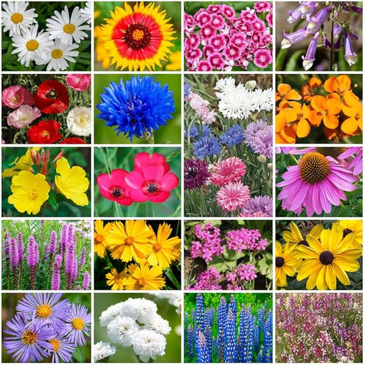 Park Seed Grow Your Own Vibrant Annual and Perennial Wildflower Garden Seeds Mixture, Easy to Grow Varieties for Pollinators and Spring Gardens - Northeast Regional Mix, 1 lb