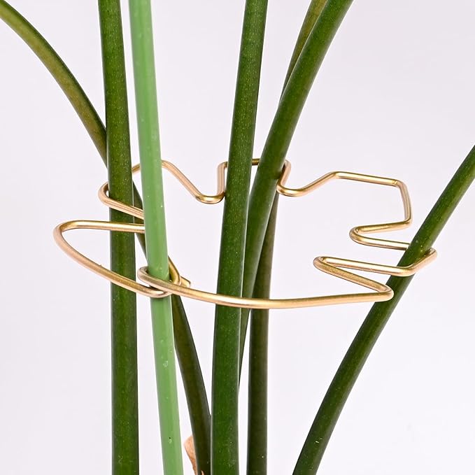 GOOOXIM 5.5 * 4.7IN Monstera Stem Support Stake with Clips - 5Pcs Durable Climbing Plant Support for Monstera, Fishbone Cactus, Easy Installation, for Plant Lovers