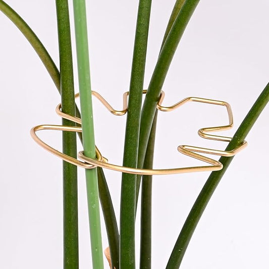 GOOOXIM 5.5 * 4.7IN Monstera Stem Support Stake with Clips - 5Pcs Durable Climbing Plant Support for Monstera, Fishbone Cactus, Easy Installation, for Plant Lovers
