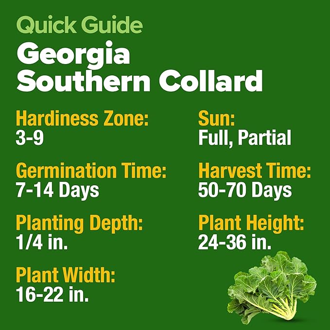 HOME GROWN Non GMO Collard Greens Georgia Southern - 300 High Germination Heirloom Seeds for Planting in Your Vegetable Garden (Brassica oleracea)