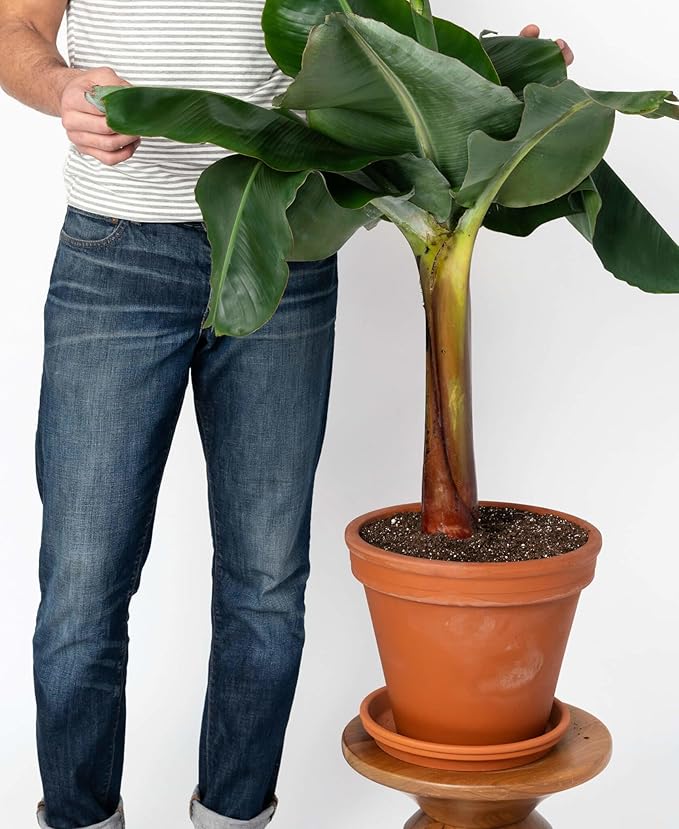 Gardenera Banana Tree Potting Soil - All-Natural Blend for Thriving Banana Trees - Promotes Deep Root Penetration and Optimal Nutrient Uptake (10 Quart)