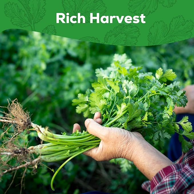 Cilantro Seeds for Planting - 100+ Heirloom, Non-GMO Seeds - Herb Seeds Packet for Plating Home Garden, Herb Garden - Indoor/Outdoor, Easy to Grow