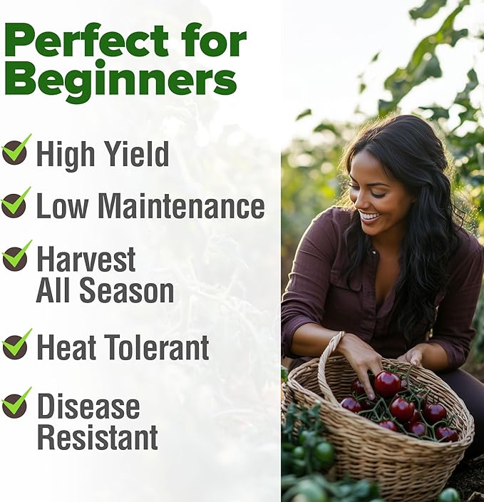 HOME GROWN Non GMO Cherokee Purple Tomato Seeds 1 Pack (Solanum lycopersicum) - 106 Seeds, Tomato for Planting - Heirloom Vegetable Seeds with High Germination Rate