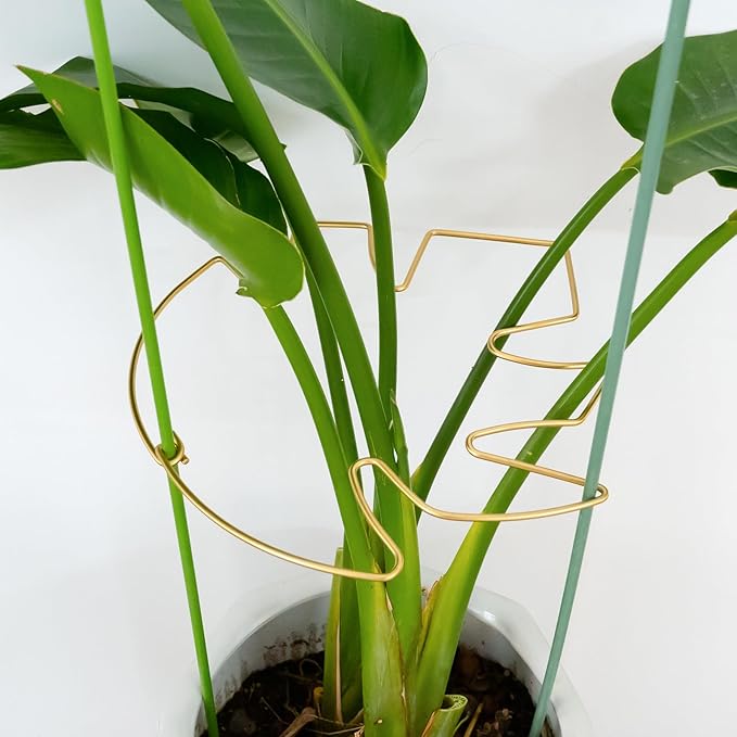 Goooxim 5PCS 11 * 9.4 Inch Monstera Plant Support Stem - Premium Adjustable Leaf Holder & Fishbone Cactus Stake, Durable Gardening Tool for Climbing Plants, Easy Installation & Enhanced Stability