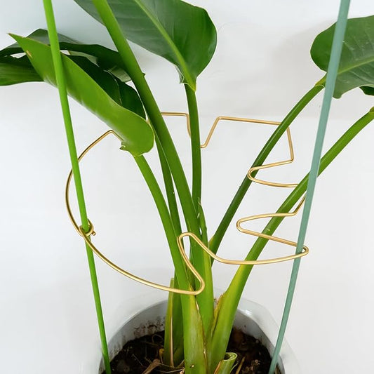 Goooxim 5PCS 11 * 9.4 Inch Monstera Plant Support Stem - Premium Adjustable Leaf Holder & Fishbone Cactus Stake, Durable Gardening Tool for Climbing Plants, Easy Installation & Enhanced Stability