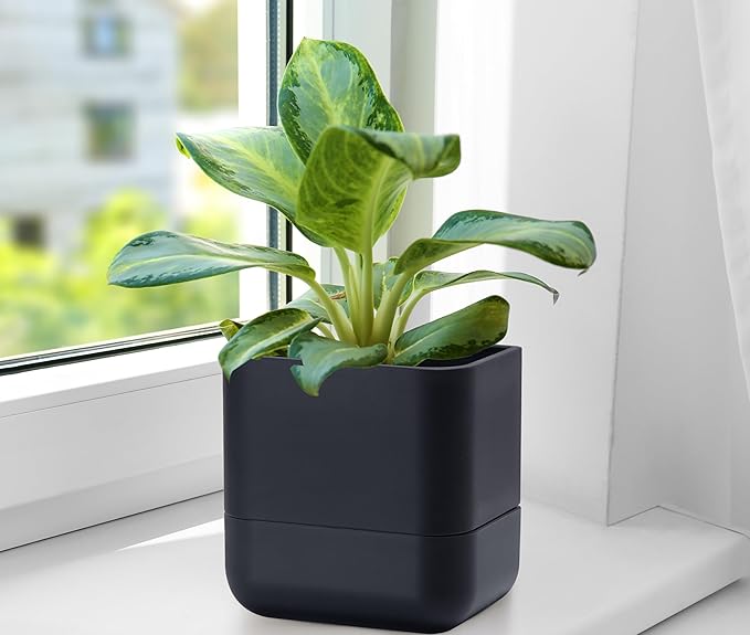 Phoenix Vine 6.5-Inch Wall Mounted Self-Watering Planter Pot for Indoor Houseplants and Herbs | Modern Hanging Planter for Window Sills, Bathroom Walls, Home & Office Décor, Black, Set of 2, 01-WP-B-2