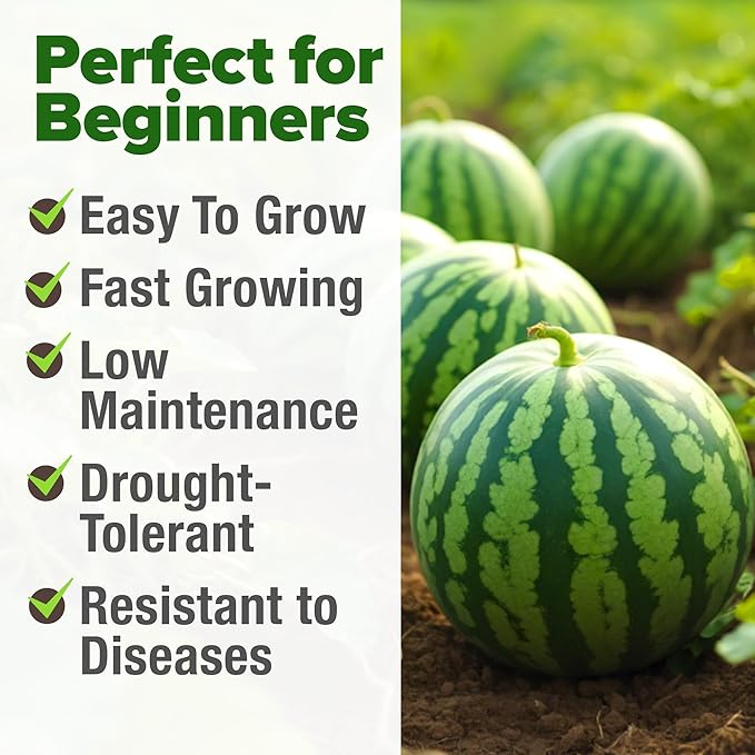 HOME GROWN Non GMO Organic Watermelon Vegetable Seeds (Crimson Sweet) 15 Non-GMO, Heirloom Water Melon (7g) for Planting in Home Gardens or Beds Outdoors Citrullus lanatus