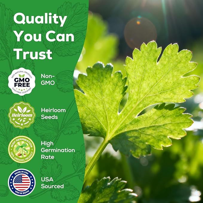Cilantro Seeds for Planting - 100+ Heirloom, Non-GMO Seeds - Herb Seeds Packet for Plating Home Garden, Herb Garden - Indoor/Outdoor, Easy to Grow